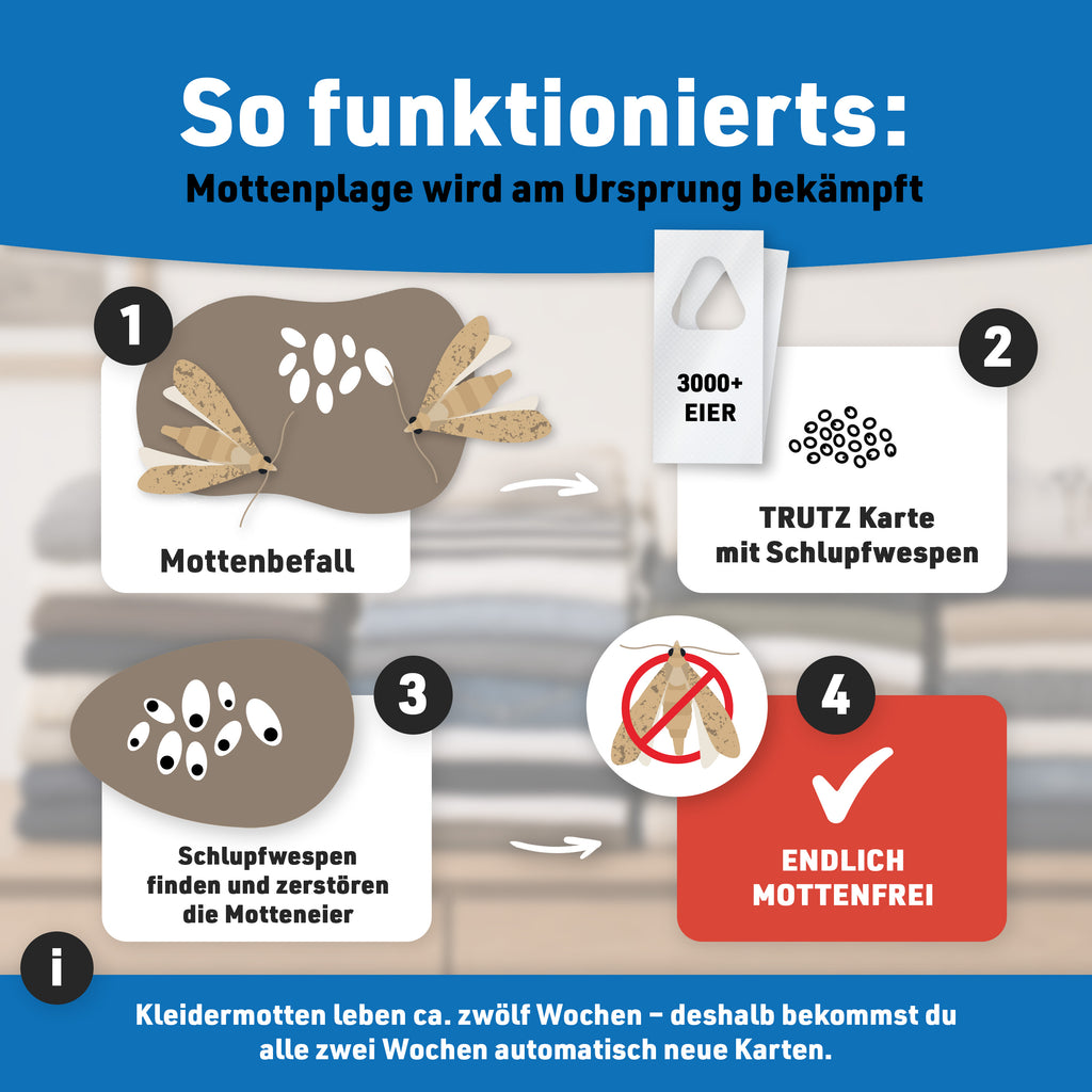 Schlupfwespen gegen Kleidermotten