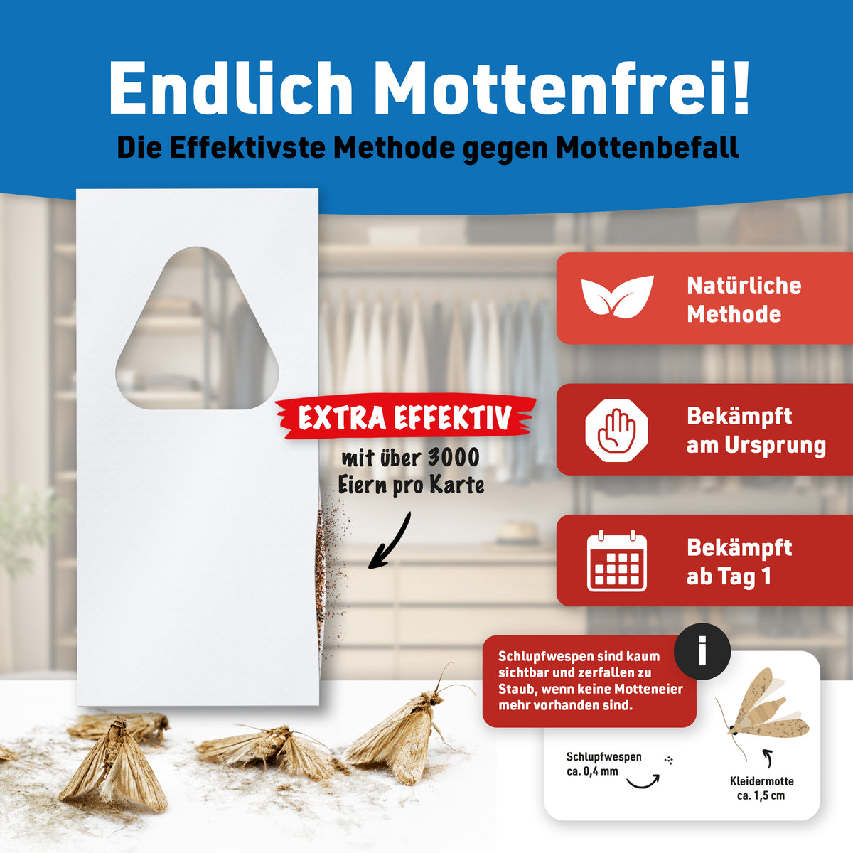 Schlupfwespen gegen Kleidermotten