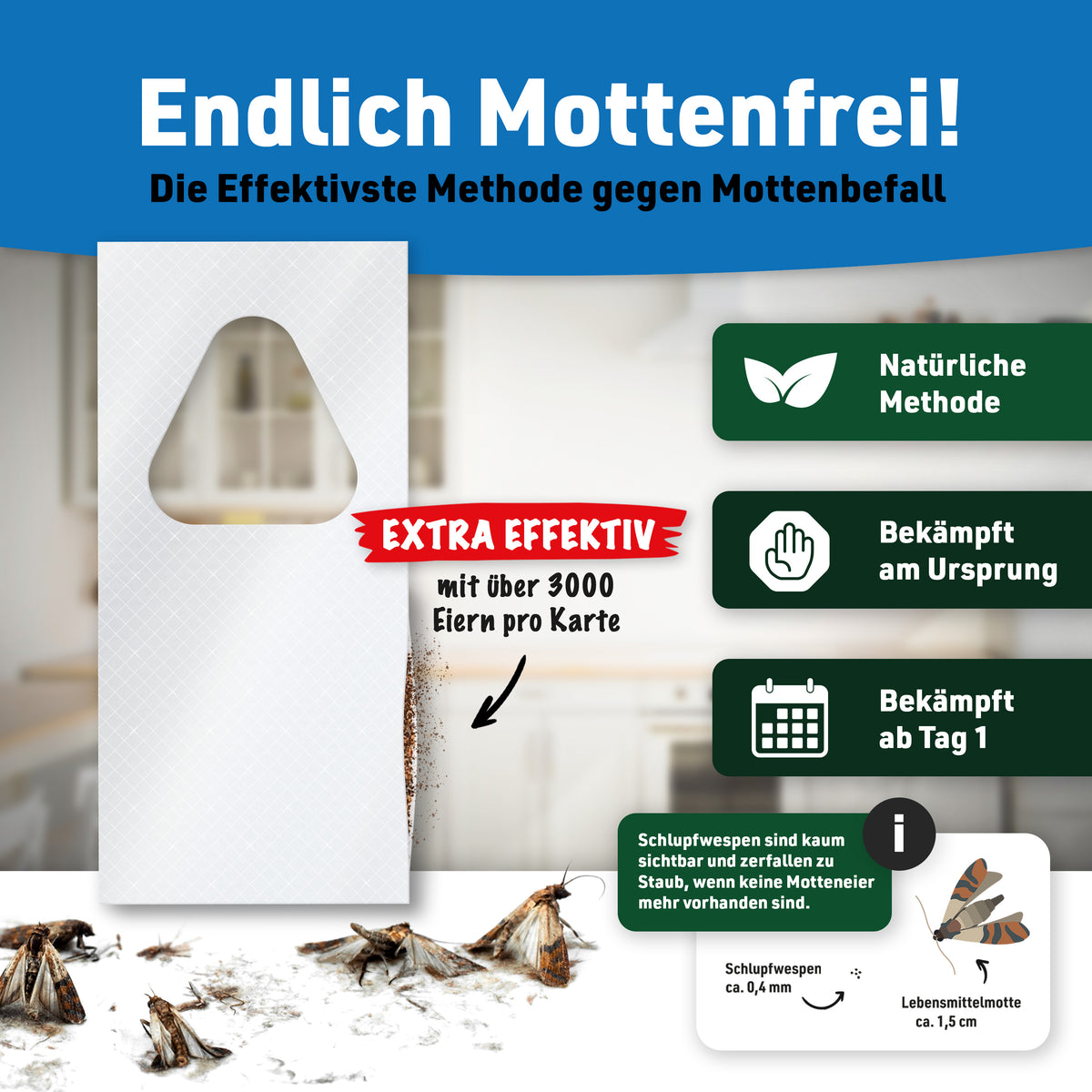 Schlupfwespen gegen Lebensmittelmotten